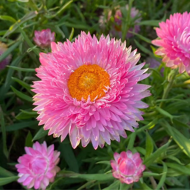 Strawflower Seeds Swiss Giant Mix