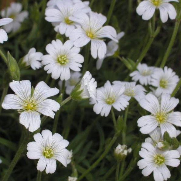 SNOW IN SUMMER (Chickweed) Cerastium Biebersteinii Flower Seeds