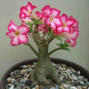 2Pcs Rainbow Desert Rose Seeds