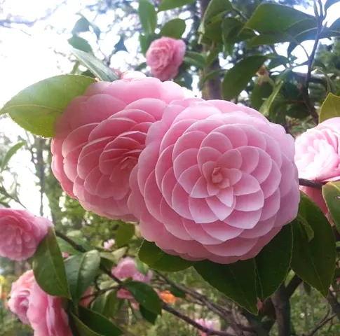 Camellia japonica seeds