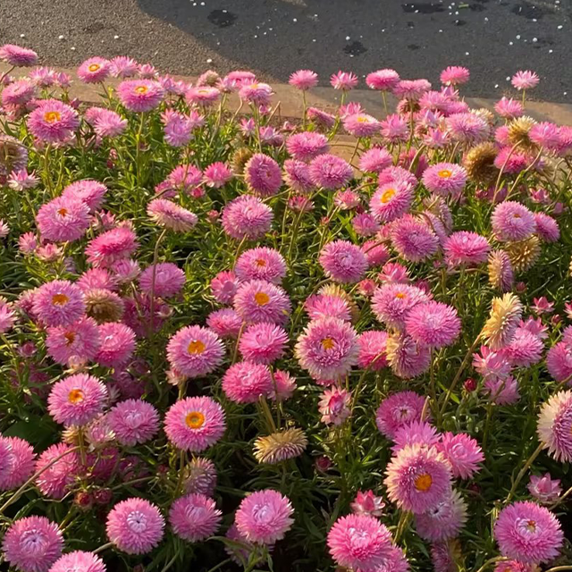 Strawflower Seeds Swiss Giant Mix
