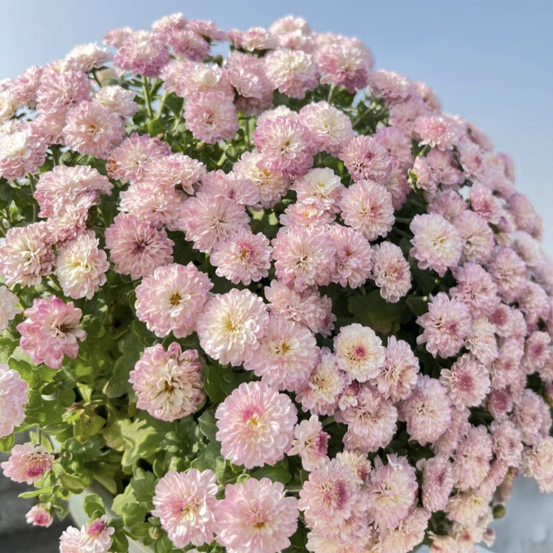 Candy Chrysanthemum Seeds