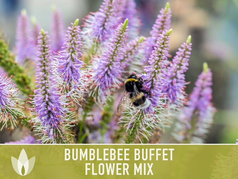 Bumblebee Buffet Flower Seed Mix - Heirloom Seeds, Wildflower Mix, Pollinator Friendly, Bee Garden, Non-GMO