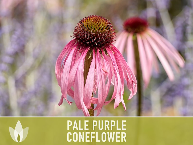 Echinacea, Pale Purple Coneflower Heirloom Seeds, Flower Seeds, Wildflower, Native Seeds