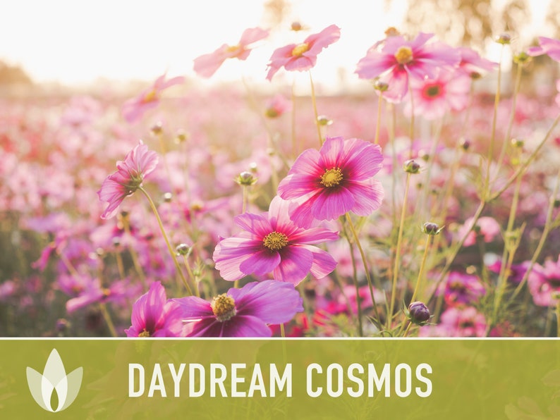 Cosmos, Daydream Heirloom Flower Seeds - Cut Flowers, Pollinator Friendly, Butterfly Garden, Non-GMO