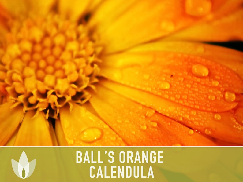 Calendula, Ball's Orange Heirloom Seeds, Medicinal Herb, Flower Seeds