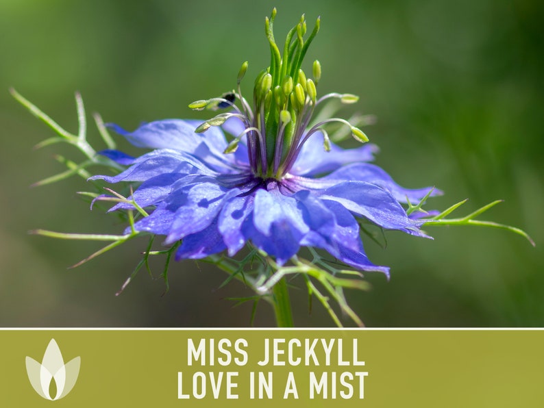 Miss Jekyll Love-in-a-Mist Flower Seeds - Heirloom Seeds, Nigella, Cut Flower, Native Flower, Open Pollinated, Non-GMO
