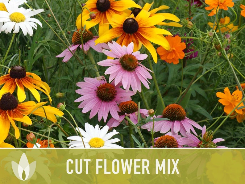 Cutting Flower Mix Flower Seeds, Heirloom, Native, Flower Seeds