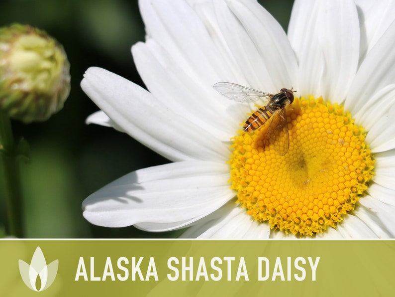 Alaska Shasta Daisy Seeds - Heirloom Flower Seeds, Cut Flowers, Deer Resistant, Dried Flowers, Craft Flowers, Cottage Garden, OP, Non GMO