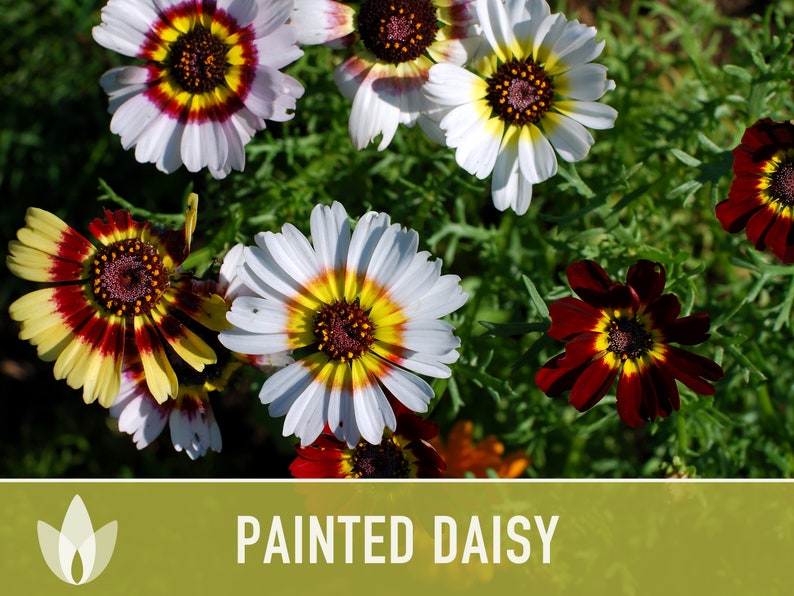 Painted Daisy Flower Seeds - Heirloom, Annual, Cut Flowers, Dried Flowers, Tricolor Ringed Flowers, Craft Flowers, Cottage Garden, Non GMO