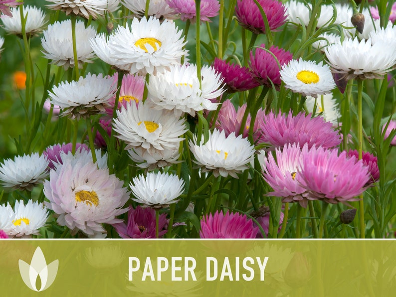 Paper Daisy Flower Seeds - Heirloom Seeds, Everlasting Flowers, Cut Flowers, Dried Bouquets, Craft Flowers, Cottage Garden, OP, Non-GMO