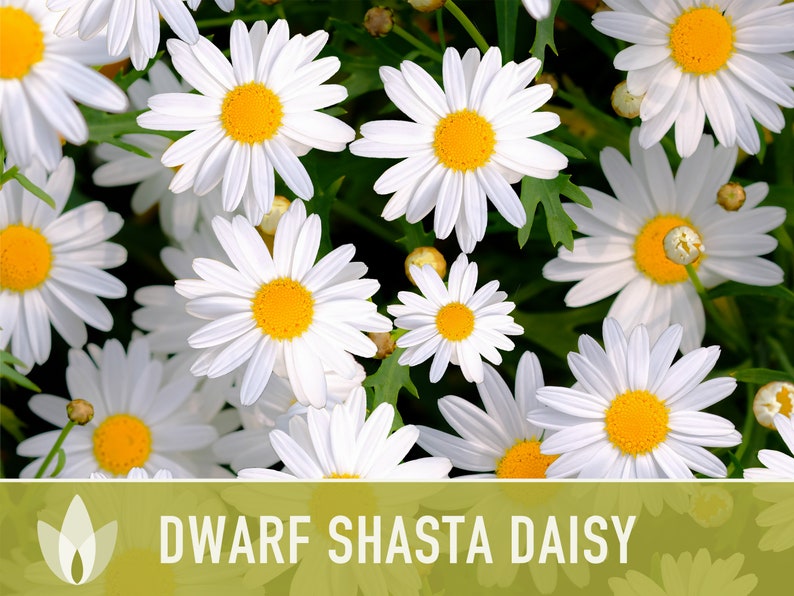 Dwarf Shasta Daisy Flower Seeds - Heirloom, Tall Shasta, Edible Flowers, Cut Flowers, Dried Flowers, Container Garden, Cottage Garden