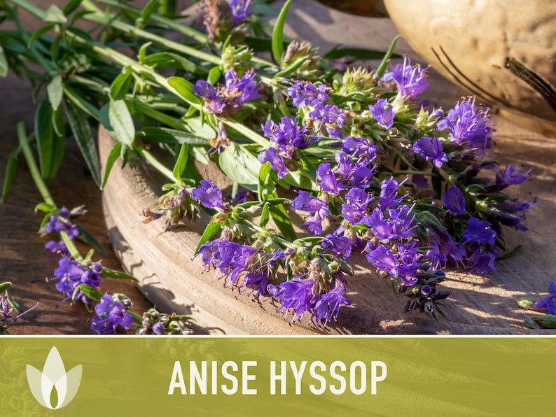 Anise Hyssop Herb Flower Heirloom Seeds