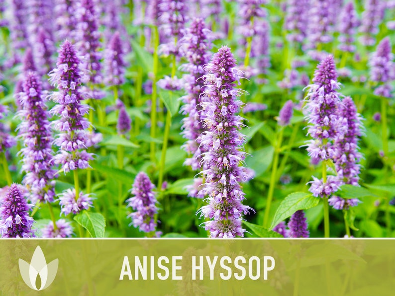 Anise Hyssop Flower Herb Heirloom Seeds