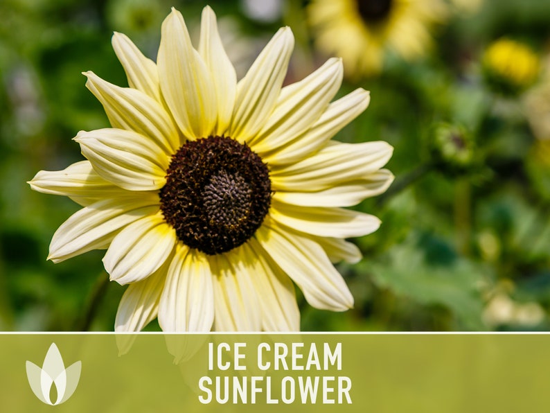Ice Cream Sunflower Seeds - Heirloom Seeds, Perennial Sunflower, Seed Packets, Flower Seeds, Non GMO, Open Pollinated