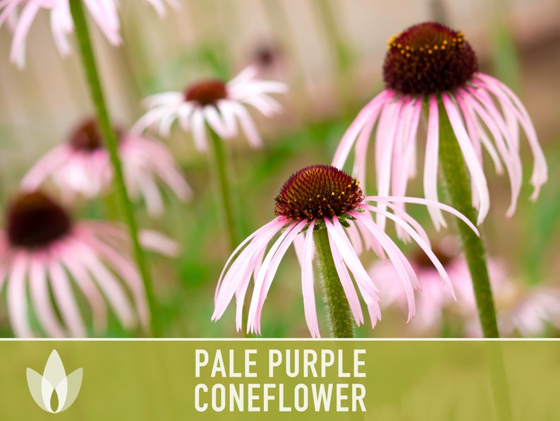 Echinacea, Pale Purple Coneflower Heirloom Seeds, Flower Seeds, Wildflower, Native Seeds