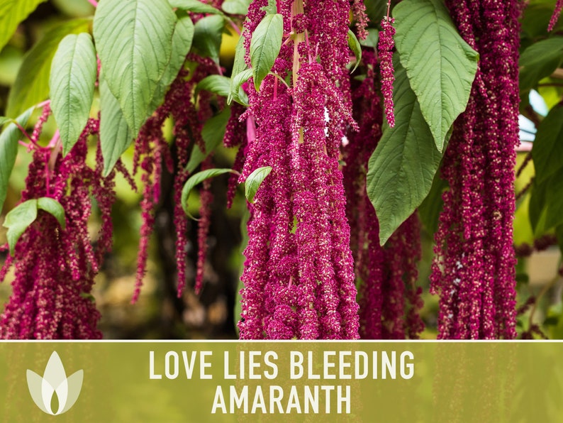 Love Lies Bleeding Amaranth Heirloom Seeds