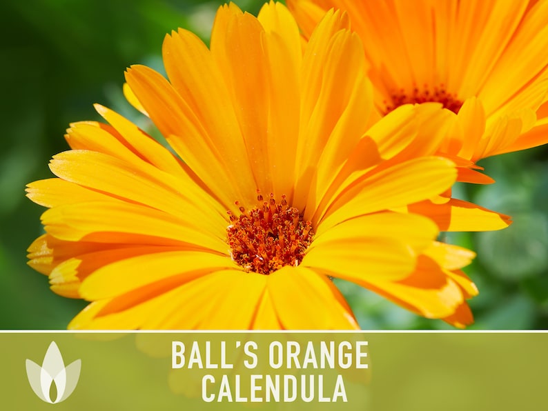 Calendula, Ball's Orange Heirloom Seeds, Medicinal Herb, Flower Seeds