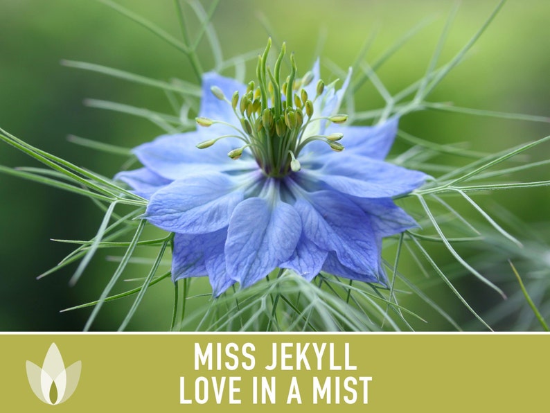 Love-in-a-Mist, Miss Jekyll Flower Seeds, Heirloom, Native, Flower Seeds