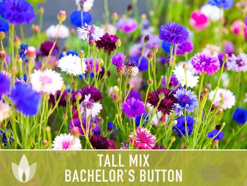 Bachelor's Button, Tall Mix Flower Seeds - Cornflower, Heirloom, Wildflower, Edible Flower, Easy Grow, Open Pollinated