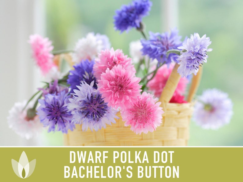 Bachelor's Button, Dwarf Polka Dot Flower Seeds - Heirloom Seeds, Cornflower, Wildflower, Open Pollinated, Non-GMO