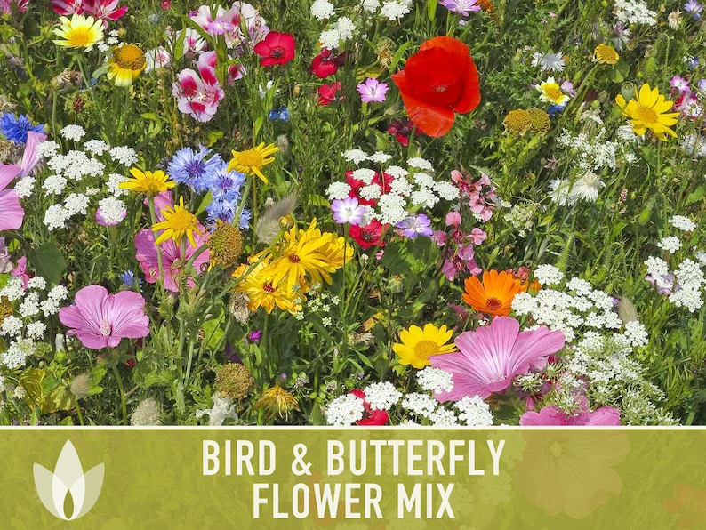 Bird & Butterfly Wildflower Seed Mix - Seed Packets, Heirloom Seeds, Flower Seeds, Non GMO, Open Pollinated