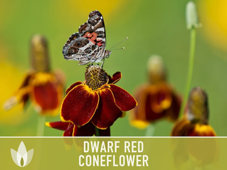 Dwarf Red Coneflower Seeds - Heirloom Flower Seeds, Medicinal Herb Seeds, Wildflower, Native Seeds, Pollinator Garden, OP, Non-GMO