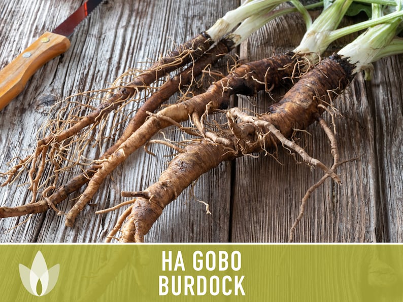 Ha Gobo Burdock Seeds - Heirloom Seeds, Medicinal Herb, Culinary Herb, Asian Vegetable, Great Burdock, Gobo Seeds, Cold Hardy, Non-GMO