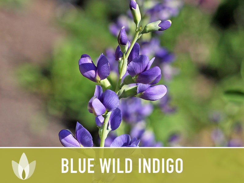 Blue Wild Indigo Flower Seeds, Heirloom, Native, Flower Seeds