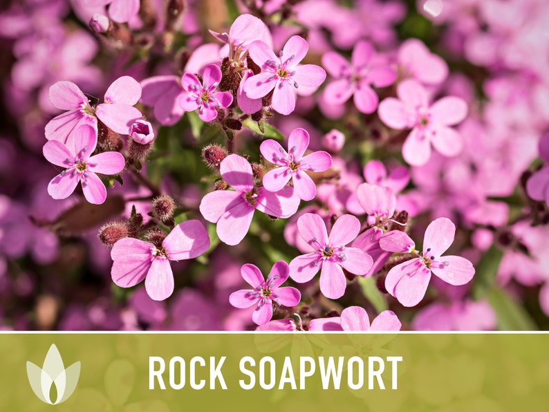 Rock Soapwort Flower Seeds - Heirloom Ground Cover, Wildflower, Pollinator Friendly, Easy to Grow, Open Pollinated, Non-GMO