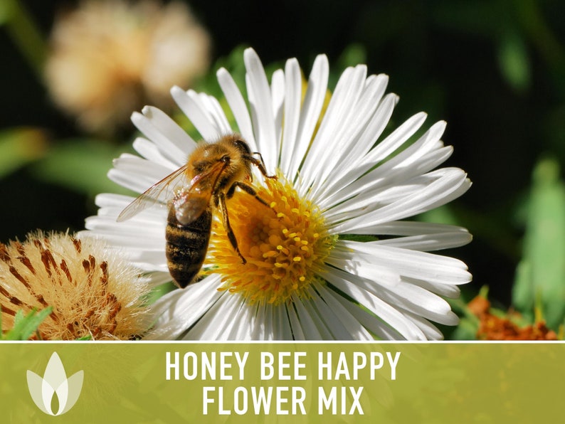 Honey Bee Happy Flower Seed Mix - Heirloom Seeds, Wildflower Mix, Open Pollinated, Non-GMO