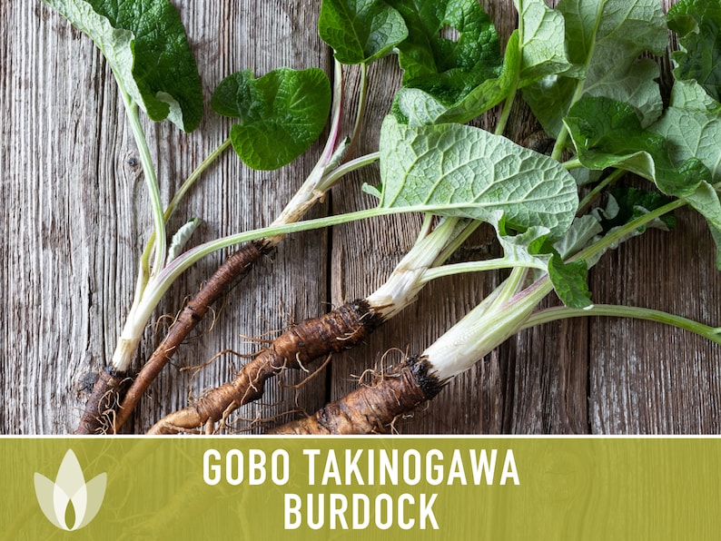 Gobo Takinogawa Burdock Seeds - Heirloom Seeds, Medicinal Herb, Culinary Herb, Asian Vegetable, Beggars Buttons, Takinogawa Long, Non-GMO