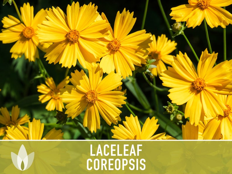Lanceleaf Coreopsis Flower Seeds - Heirloom, Tickseed Coreopsis, Cut Flowers, Native Wildflower, Flower Seeds, Non-GMO