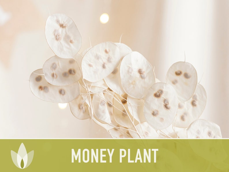 Money Plant Flower Seeds - Heirloom Seeds, Silver Dollar Seeds, Lunaria Seeds, Honesty Seeds, Cut Flowers, Pollinator Garden, OP, Non-GMO
