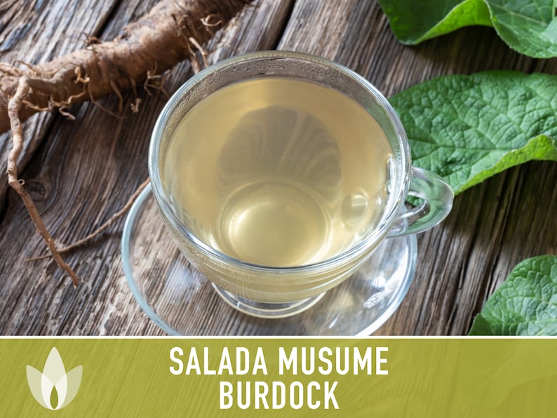 Salada Musume Burdock Seeds - Heirloom Seeds, Medicinal Herb, Culinary Herb, Asian Vegetable, Baby Greens, Gobo Seeds, Cold Hardy, Non-GMO