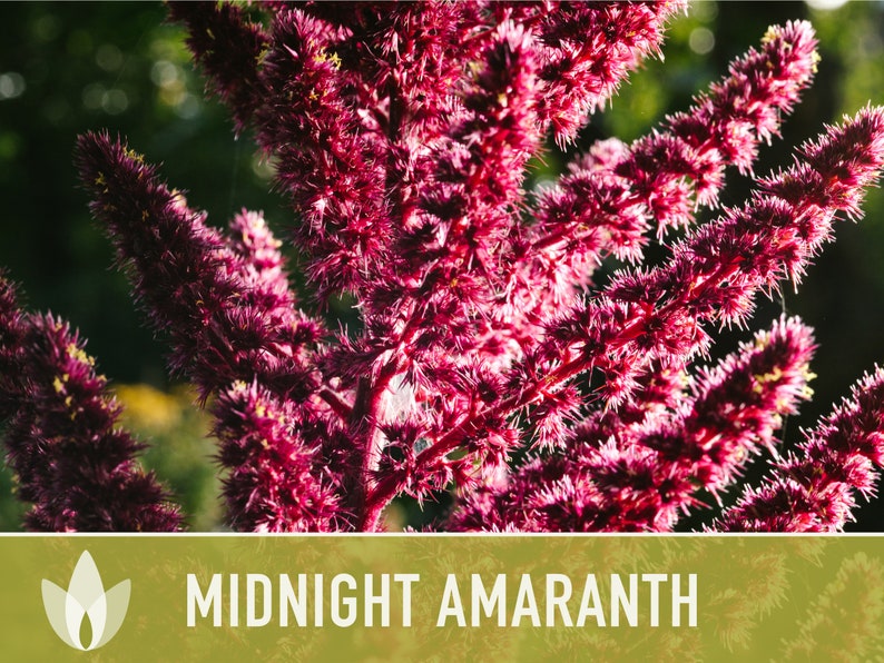 Midnight Red Amaranth Seeds - Heirloom Seeds, Salad Greens, Grain, Cut Flower, Edible Flower, Natural Fabric Dye, Open Pollinated, Non-GMO