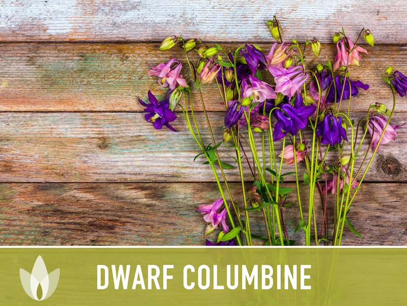 Dwarf Columbine Flower Seeds - Heirloom Seeds, Container Garden, Cut Flower Seeds, Open Pollinated, Non-GMO