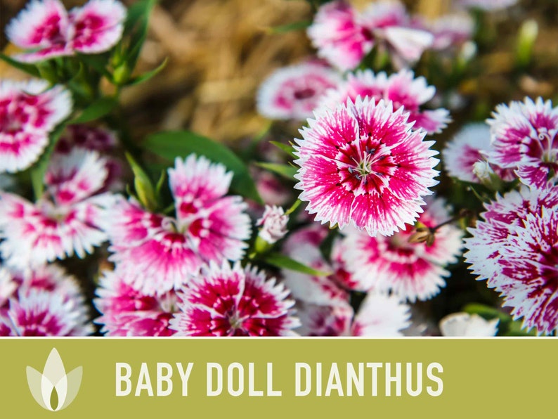 Baby Doll Dianthus Flower Seeds - Heirloom Seeds, Dianthus Mix, Chinese Pinks, Edible Flower Seeds, Ground Cover, Open Pollinated, Non-GMO