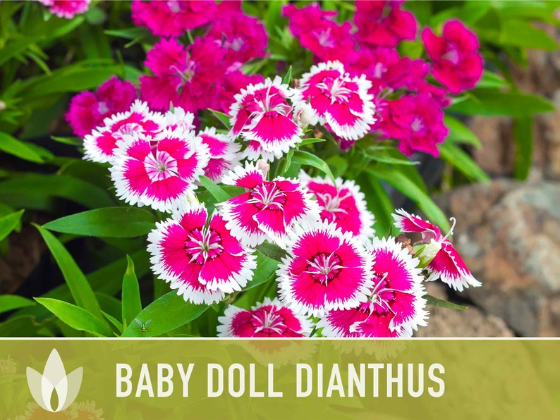 Baby Doll Dianthus Flower Seeds - Heirloom Seeds, Chinese Pinks, Edible Flower Seeds, Ground Cover, Open Pollinated, Non-GMO