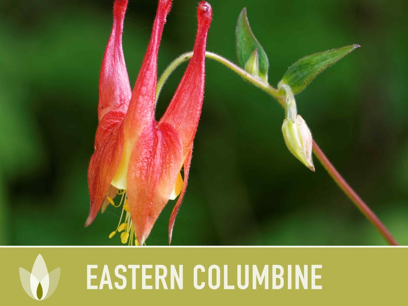 Eastern Columbine Flower Seeds - Heirloom Seeds, Container Garden, Hanging Flowers, Cut Flower Seeds, Open Pollinated, Non-GMO