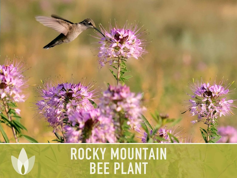 Rocky Mountain Bee Plant Flower Seeds - Heirloom Seeds, Native Seeds, Wild Cleome, Bee Spider Weed, Fragrant Flower, Non-GMO