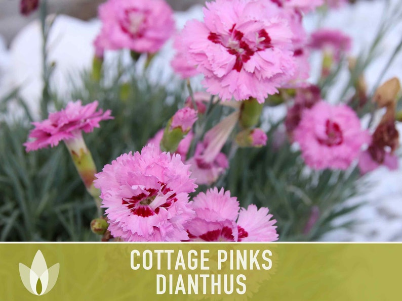 Cottage Pinks Dianthus Flower Seeds - Heirloom Seeds, Chinese Pinks, Fragrant, Pollinator Garden, Edible Flower, Open Pollinated, Non-GMO