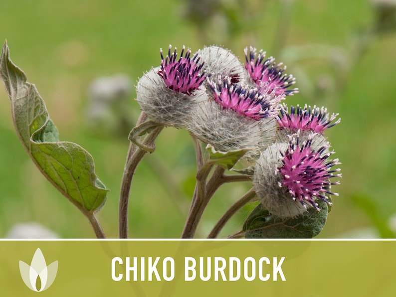 Chiko Burdock Seeds - Heirloom Seeds, Medicinal Herb Seeds, Asian Seeds, Culinary Herb Seeds, Baby Greens, Gobo Seeds, Cold Hardy, Non-GMO