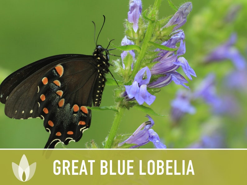 Great Blue Lobelia Seeds - Heirloom Seeds, Wildflower Seeds, Native Seeds, Heirloom Flower Seeds, Lobelia Siphilitica, Non-GMO