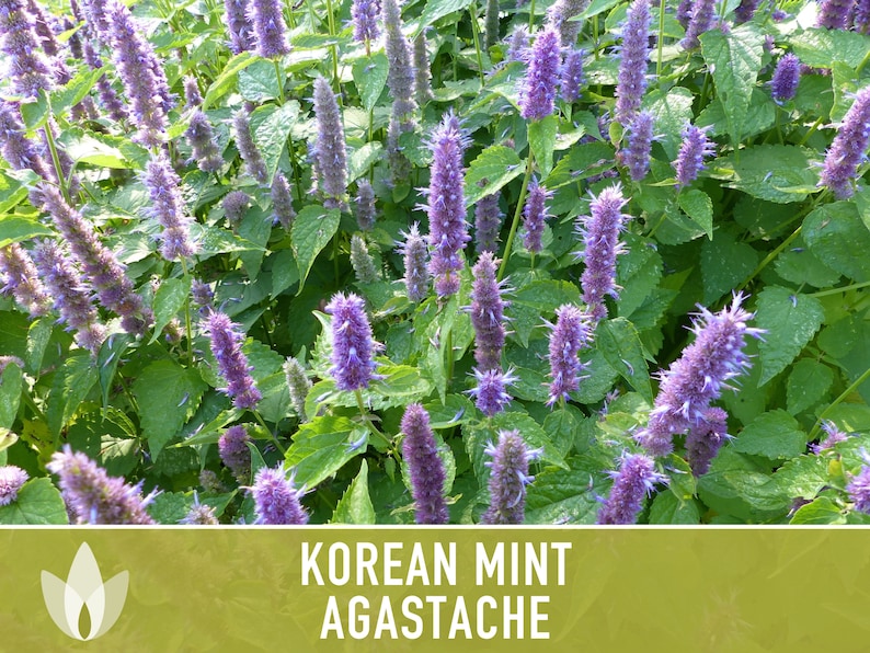 Korean Mint Agastache Herb Seeds - Heirloom Seeds, Blue Licorice, Indian Mint, Chinese Patchouli, Korean Hyssop, Open Pollinated, Non-GMO