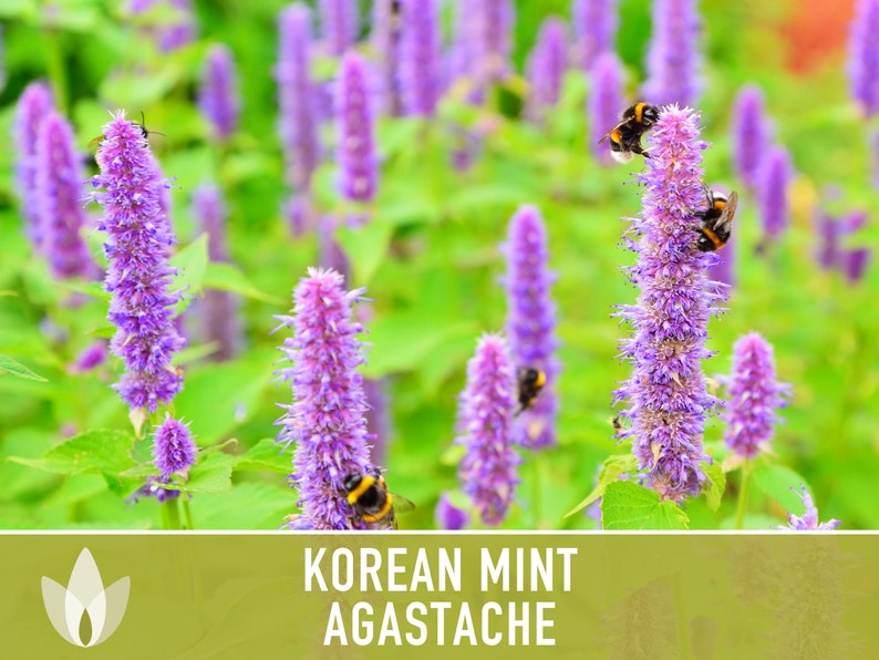 Korean Mint Agastache Flower Seeds - Heirloom Seeds, Blue Licorice, Indian Mint, Chinese Patchouli, Korean Hyssop, Open Pollinated, Non-GMO