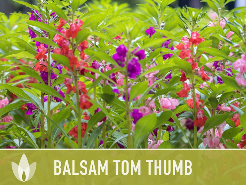 Balsam, Tom Thumb Mix Flower Seeds - Heirloom Seeds, Container Garden, Pollinator Garden, Dwarf Flower, Open Pollinated, Non-GMO