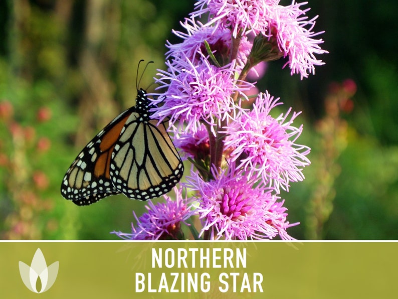 Northern Blazing Star Flower Seeds - Heirloom Seeds, Native Seeds, Wildflower Seeds, Prairie Seeds, Open Pollinated, Non-GMO