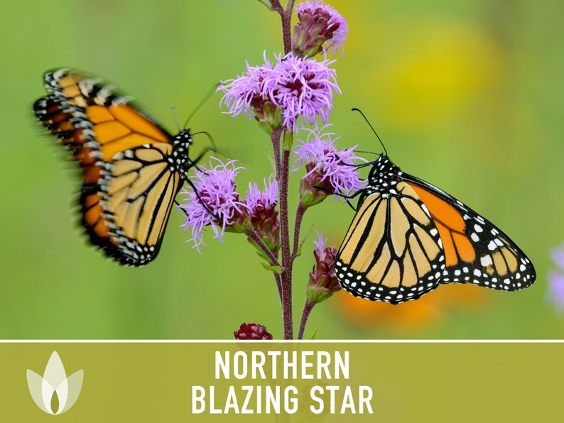 Northern Blazing Star Flower Seeds - Heirloom Seeds, Native Seeds, Wildflower Seeds, Open Pollinated, Non-GMO