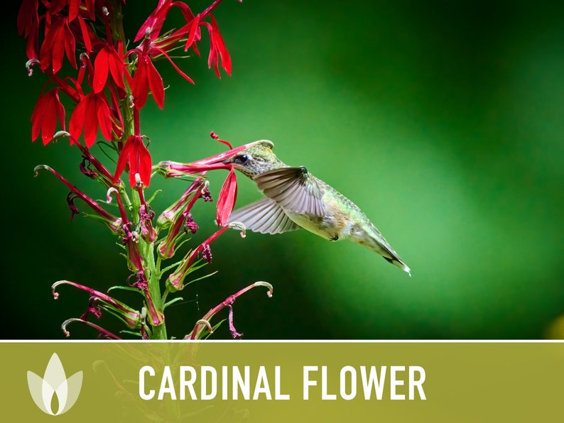 Cardinal Flower Seeds Heirloom Seeds, Lobelia Cardinalis, Hummingbir